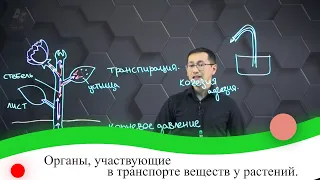 Органы, участвующие в транспорте веществ у растений. 7 класс.