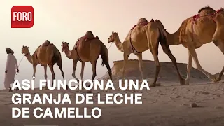Leche de camello; así es la granja lechera más grande del mundo - Las Noticias