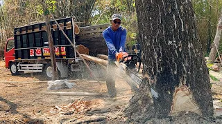 Stihl ms881 & Husqvarna 395xp‼️ Cut down 2 trees in a row on the edge of the village road.