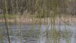 Весенняя природа  Красивое видео весенняя природа. Spring nature. Beautiful spring nature video