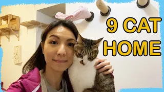 What It's Like Having Many Cats?