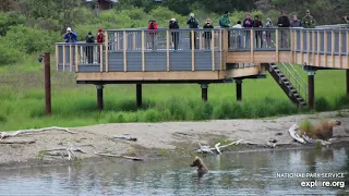 Interview With Katmai Superintendent Mark Sturm | Live Chat