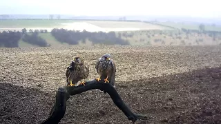 A Reluctant Food Offering - Funny Grumpy Courting Kestrels | Discover Wildlife | Robert E Fuller