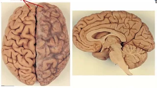 Overview of the Brain (1) - Dr. Ahmed Farid