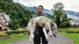 He Carried the Wolf to the Vet for Hours. Later, Something Amazing Happened