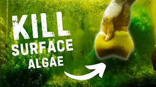 How to KILL Surface Algae in Your Aquarium | TOP 5 TIPS