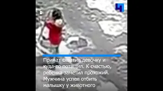 В Китае дикая обезьяна пыталась украсть трехлетнего ребенка