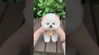 Mini Pomeranian 🔴 Funny and Cute Pomeranian Videos | Funny Puppy Videos