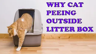 How to Stop Your Cat from Peeing Outside ?