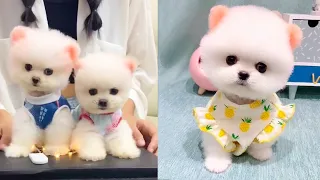 Tik Tok Chó Phốc Sóc Mini 😍🐶 Cute Dog Pomeranian #109