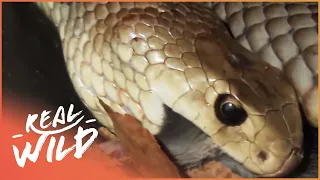 Australia's Most Venomous Snakes | Real Wild