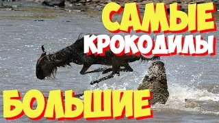 САМЫЕ САМЫЕ большие крокодилы мира | ТОП 10 самых больших в мире крокодилов