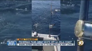 Fisherman spots great white shark spotted off La Jolla coast