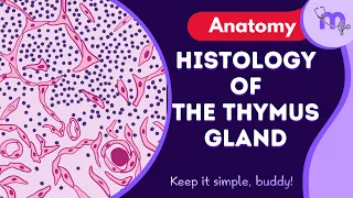 Histology of the Thymus Gland | Structure | Cortex | Medulla | Clinical Anatomy | Animated