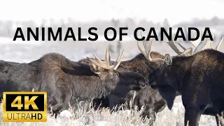 Exploring The Amazing Wildlife Of Canada