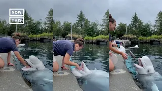 Beluga Whales Enjoy Health Check at Mystic Aquarium #Shorts