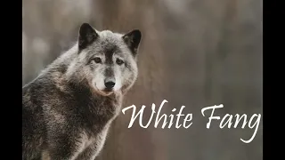 White Fang by Jack London | Part 1 Chapter 3 | Audiobook | Adventure Fiction