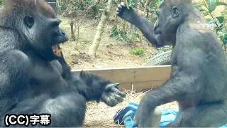 Silverback gorilla and little son playing with a big smile. Momotaro & Kintaro｜Momotaro family