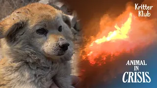 Saving The Lives Of Animals Exposed To Biggest Forest Fire (Part 1) | Animals in Crisis Ep 323