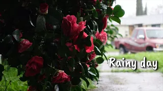 Rainy Day - Sony ZV-1 Cinematic film