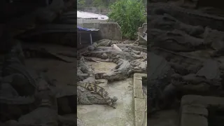 the friendship love of Piggy and Crocodiles