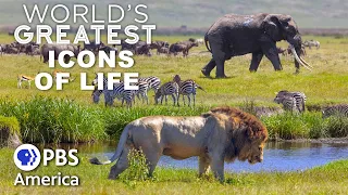 World's Greatest Icons of Life FULL EPISODE | PBS America