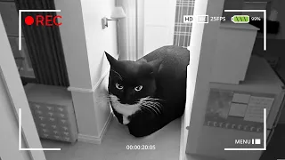 MAXWELL THE CAT CHEZ MOI DANS LA VRAIE VIE ! 🤣 MA CAMÉRA DE SURVEILLANCE A FILMÉ !