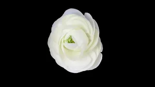 Ranunculus Blooming Timelapse #Shorts #Blooming #Ranunculus