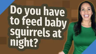 Do you have to feed baby squirrels at night?