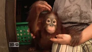 16x9 - Jungle Survivors: Saving Orangutans in Borneo