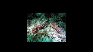 Facts about sea cucumbers. @oceanfiles5305