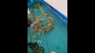 Japanese Koi fishes in a  temporary holding pond