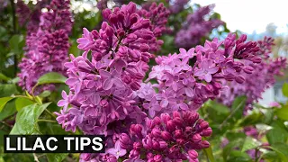 4 Expert Tips for Spectacular Lilac Blooms