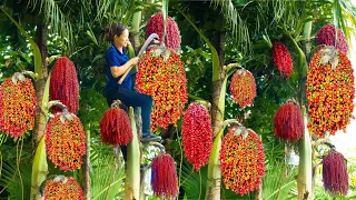 Harvest Caryota Urens(Fishtail Palm) Go to the market sell - Cook Cabbage wrapped with minced Meat