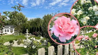 Gorgeous Garden Rose October Tour 🍂🌹 Zone 5 | David Austin, Star, More