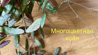 Многоцветная хойя Sigillatis