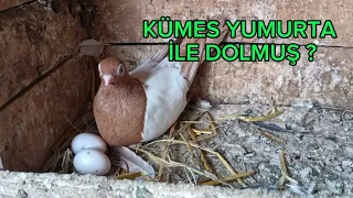 KÜMES YUMURTA İLE DOLMUŞ YUMURTA TAVUĞU GİBİ KUŞLAR?