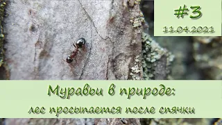 Муравьи в природе. Экспедиция #3: Природа просыпается