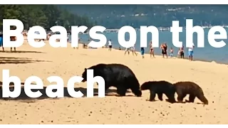 The bear necessities: Bear family take dip on public beach