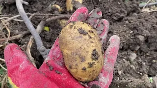 Два урожая картофеля в Краснодарском крае - мой эксперимент