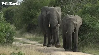 WildEarth - Sunrise  Safari - 12 May 2022