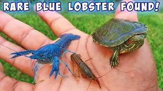 Found RARE BLUE LOBSTER for Aquarium!