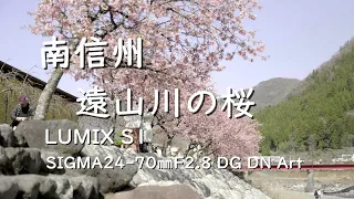 南信州 遠山川の桜【河津桜】2020