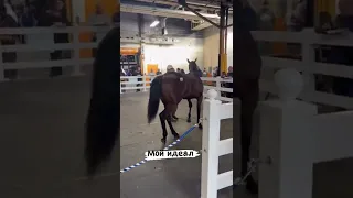 Аукцион лошадей в США￼￼