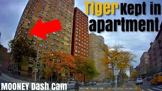 The Tiger King Of Harlem | Manhattan Ny