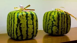 Grow Your Own Square Watermelons By Just Doing This