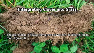 The Science of Clovers in Pastures: Benefits & Limitations