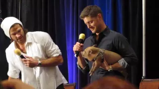 Misha Collins and Icarus the Pig Crashing J2 Panel -- DallasCon 2013