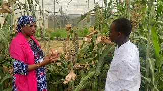 Crop Innovation in West Africa (CIWA)