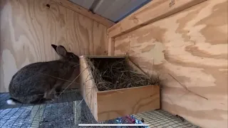 Karen gets her nesting box